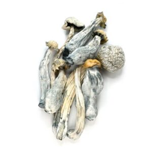 https://daboswinneylosangeles.com/wp-content/uploads/2025/10/ALBINO_SHROOMS_2-768x768-1-1-300x300.jpg