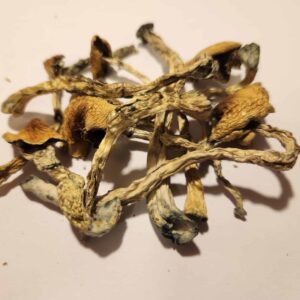 https://daboswinneylosangeles.com/wp-content/uploads/2025/10/Amazonian-Magic-Mushrooms-300x300.jpg