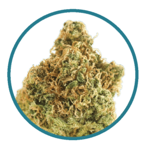 https://daboswinneylosangeles.com/wp-content/uploads/2025/10/GoldenGoatCircle-450x450-1-300x300.png