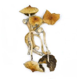 https://daboswinneylosangeles.com/wp-content/uploads/2025/10/GoldenTeacher_01-300x300.jpg