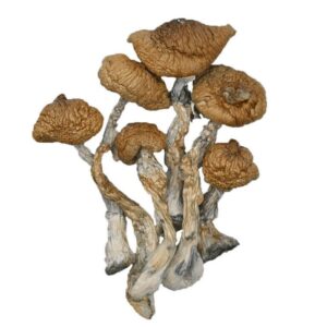 https://daboswinneylosangeles.com/wp-content/uploads/2025/10/mushrooms-blue-meanie-768x768-1-1-300x300.jpg